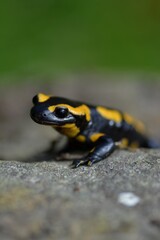 Salamandre