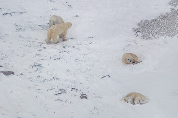 Polar bear family from aerial view from a helicopter seen in Churchill, Manitoba northern Canada...