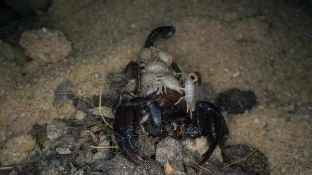 Frisch geschl&uuml;pfte junge Skorpione auf dem R&uuml;cken des Muttertieres Euscorpius italicus 