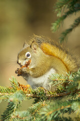 Canadian Red Squirrel - Munching a Spruce Cone