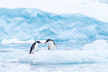 A gentoo couple has a tender moment on a small iceberg in Antarctica
