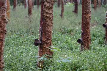 Rubber tree and wooden blow in Southern Thailand