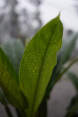 Green Wet Leaf