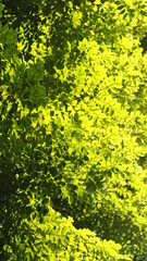 Yellow and green leafs