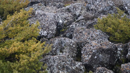자연, 돌, 가을, 겨울, 한라산, 제주도, 한국, nature, stone, jeju, korea, jejudo, Hallasan