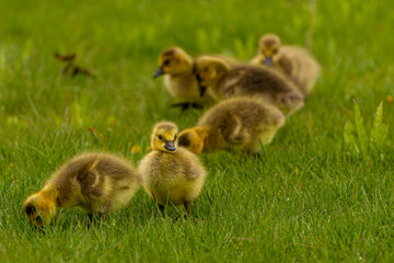 ducklings on grass