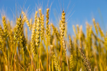 Wheat field with blue sky in background