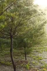 Pine Tree on Sunrise