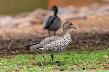 Maned Australian Wood Duck walking on the green grass