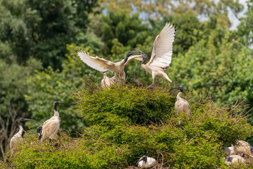 Ibis fighting for the best position in a tree using their beaks
