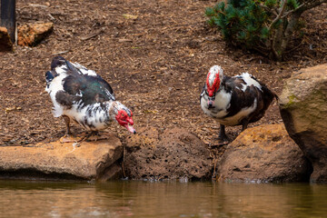 Two Muscovy ducks by the lake drinking