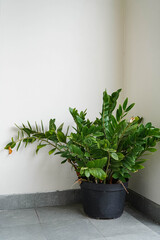 A potted green plant was placed in the corner of the balcony.