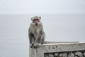 A monkey is watching around from above the wall.