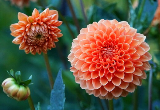 Fototapeta Beautiful orange Dahlia flower with stunning patterns