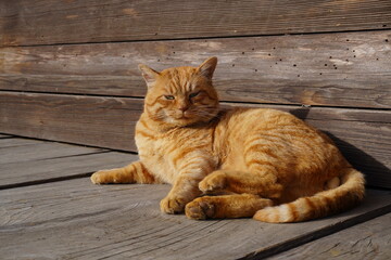 ひなたぼっこをする茶トラの猫/A red tabby get a sun bathing at wooden veranda