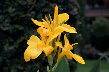 Yellow Canna Lily flowers at full bloom in the summer