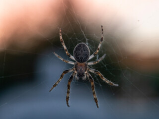spider on the web