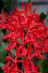 Renanopsis Lion's Splendor 'Justice' red orchid flowers