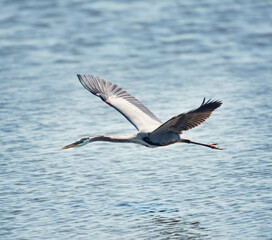 Great Blue Heron In Flight