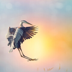 Great Blue Heron landing in Florida wetlands