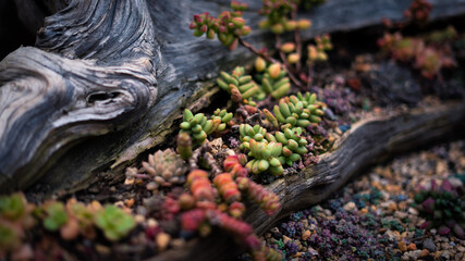 beautiful wallpaper background plants and flowers and cactuses, relaxing, vibrant