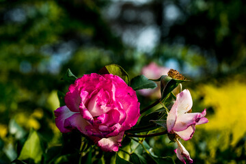 ハーブ園のバラ