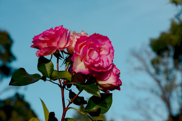 ハーブ園のバラ