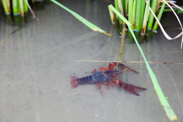 Crayfish Procambarus Clarkii Ghost on nature background