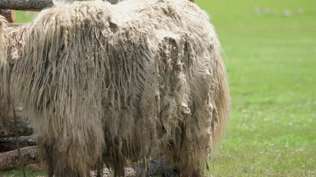 White yak with extremely long hair fur. Domestic yak (Bos grunniens) is a long-haired domesticated bovid found throughout Himalayan region of the Indian subcontinent, Tibetan Plateau and as far north 