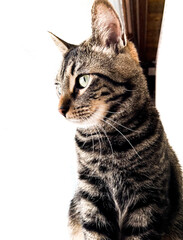 Fototapeta premium cat looking out window