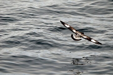 Skua Gliding in Antarctica
