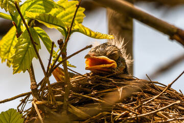 Chicks in a nest on a tree branch at sunset