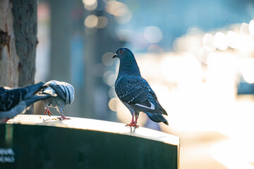 pigeons in paris, flying, eating and interacting with each other