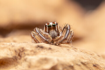 Macro of the Jumping spiders on a brown leaf in  the garden. Close up of The Salticidae spider on...