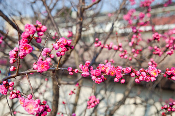 pink plum blossom blossoming in spring time.