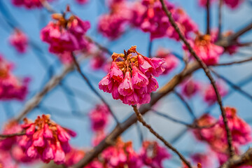 Pink cherry blossom sakura flowers on a spring day in Japan
