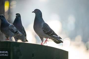 pigeons in paris, flying, eating and interacting with each other