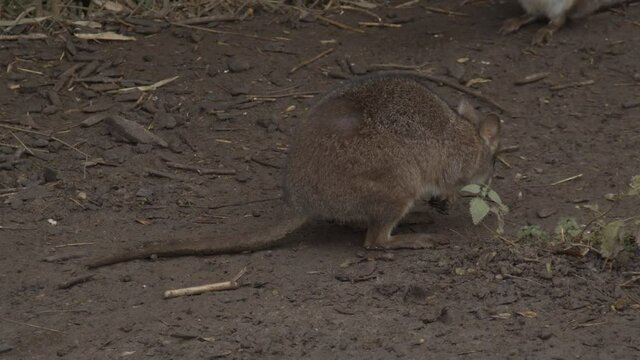 Bennett's wallaby (Macropus rufogriseus) shivering in the cold and hopping away