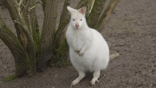 portrait of Albino Bennett's wallaby (Macropus rufogriseus) standing and hopping away