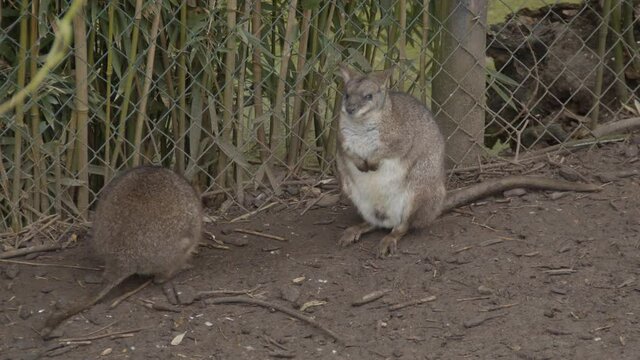 Two red-necked wallaby (Macropus rufogriseus) standing near fence in petting zoo