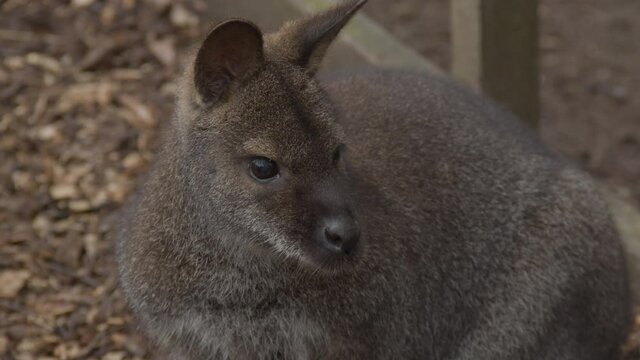 Close up of Bennet's Wallaby sitting on path in petting zoo