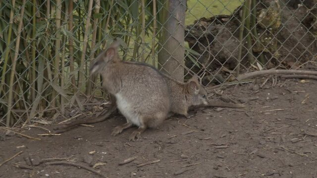 Two red-necked wallaby (Macropus rufogriseus) moving around near fence in petting zoo