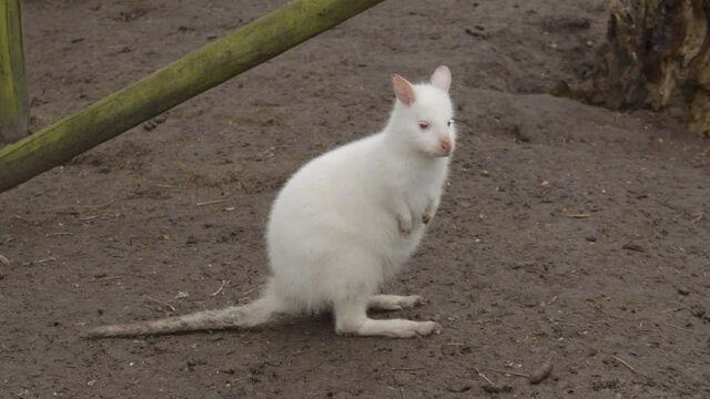 Wide portrait of Albino Bennet's Wallaby in petting zoo