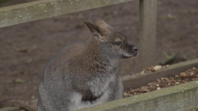 Portrait of Bennett's wallaby (Macropus rufogriseus) looking around