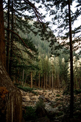 Yosemite Redwoods