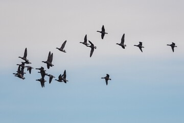 Brent Geese  in flight, Brent Goose (Branta bernicla) in Devon in England, Europe