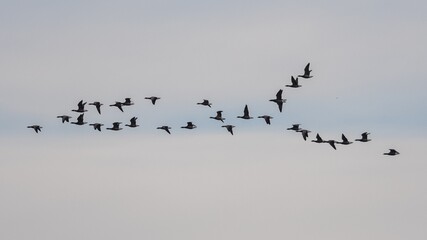 Brent Geese  in flight, Brent Goose (Branta bernicla) in Devon in England, Europe