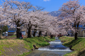 猪苗代町　観音寺川の桜並木