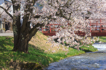 猪苗代町　観音寺川の桜並木