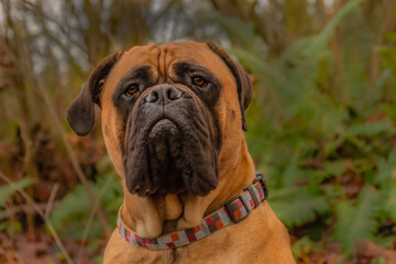 2021-01-07 BULLMASTIFF POSING WITH BLURRY FERNS IN THE BACKGROUND